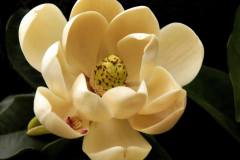 magnolia 1